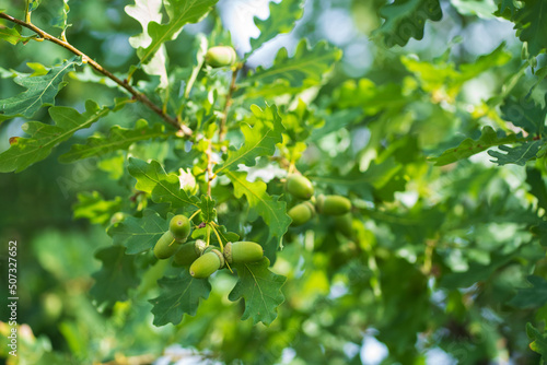 Green acorns hanging on oak branches on a sunny day