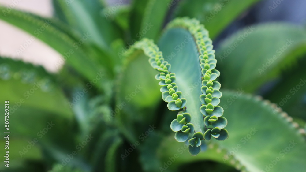 Kalanchoe pinnata (Lam.). A close-up of a Pers sapling at the edge of a herbaceous plant popular at home on a blurred green background. Selective focus Kalanchoe pinnata (Lam.). A close-up of a Pers sapling at the edge of a herbaceous plant popular at home on a blurred green background. Selective focus