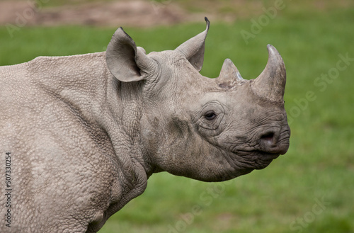 head shot portrait of a captive white rhino  © © Raymond Orton