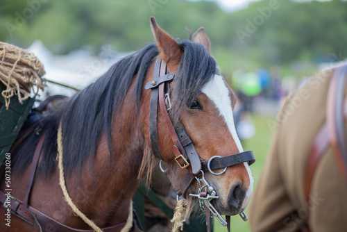 chestnut and white coloured horse head shot close up © © Raymond Orton