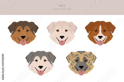Aidi clipart. Different poses, coat colors set