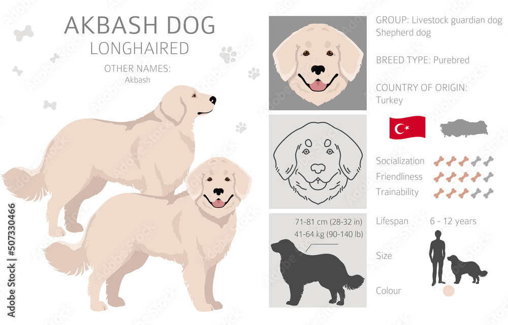 Obraz premium Akbash dog longhaired clipart. Different poses, coat colors set