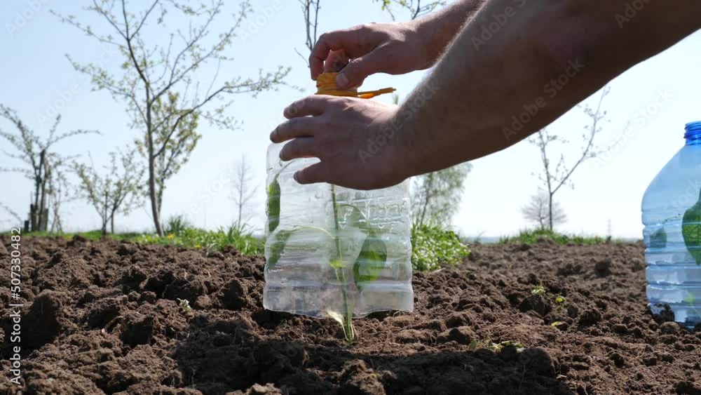 Protect the plant from frost and sunburn with a plastic bottle