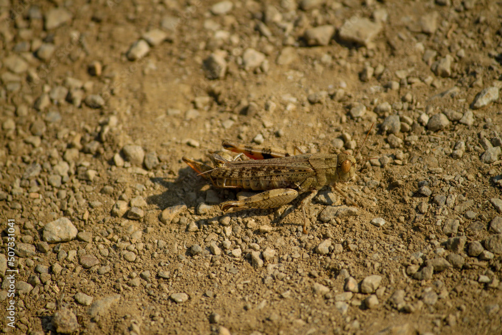 macro macro