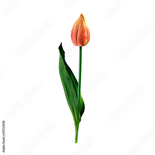 tulips isolated on white background. Modern illustration of flowers for banners, posters.