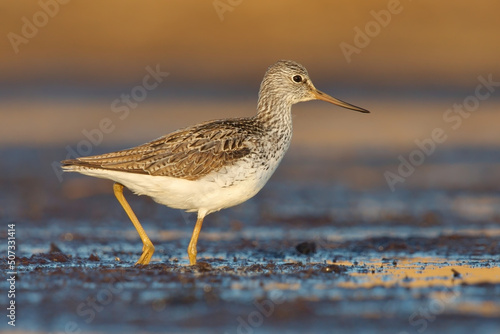 Common greenshank (Tringa nebularia) searching for food in the wetlands.
