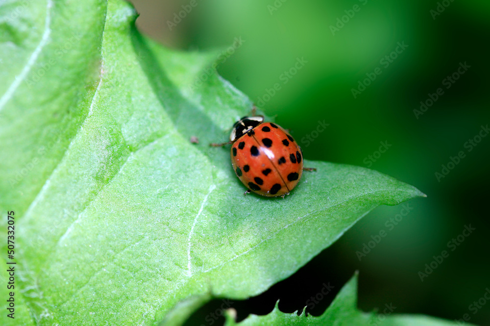 Red ladybug sitting on green leaf