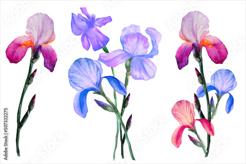 bouquet of blue and purple irises in a bunch set watercolor illustration