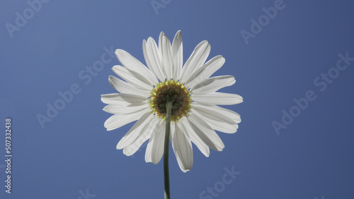 daisy flower blue sky white spring