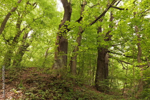 European forest in late spring and early summer.  Nature reserve near Krakow (Poland).