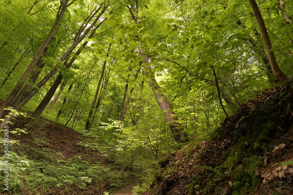European forest in late spring and early summer. Nature reserve near Krakow (Poland). European forest in late spring and early summer. Nature reserve near Krakow (Poland).