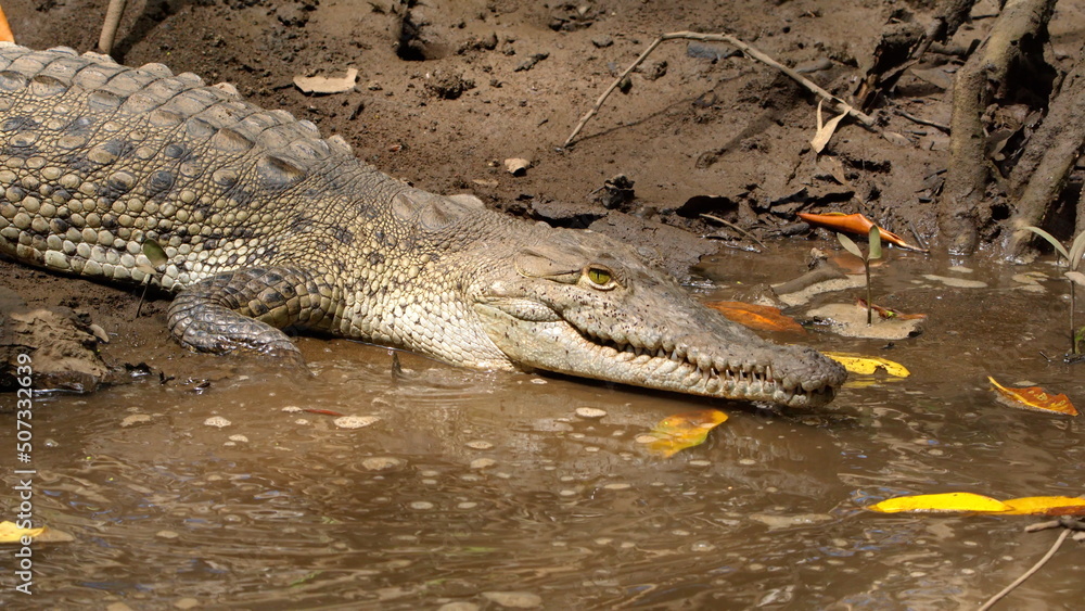 Obraz premium Close up of an American crocodile (Crocodylus acutus) in the Tamarindo Wildlife Refuge, Tamarindo, Costa Rica