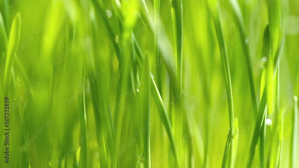 fresh morning water dew drops on vibrant green grass lit by the sun close up slow motion fresh morning water dew drops on vibrant green grass lit by the sun close up slow motion