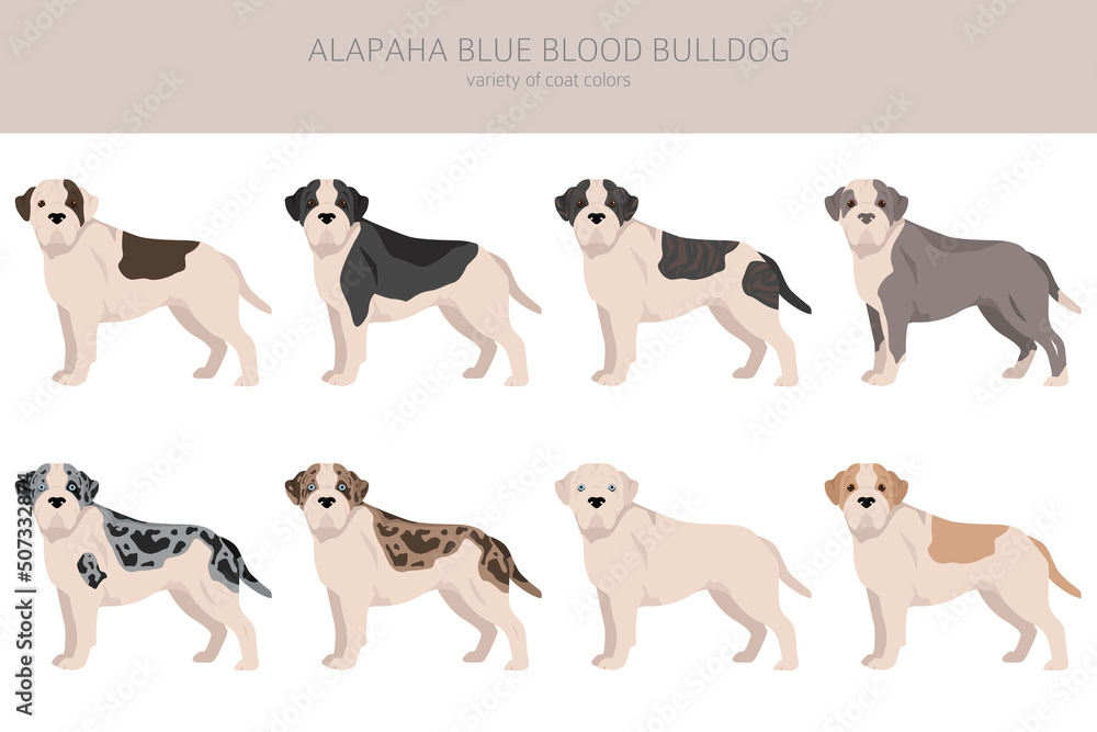 Alapaha Blue Blood Bulldog clipart. Different poses, coat colors set