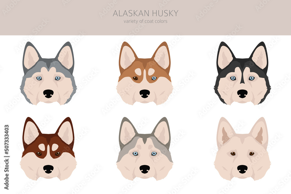 Alaskan husky clipart. Different poses, coat colors set Alaskan husky clipart. Different poses, coat colors set
