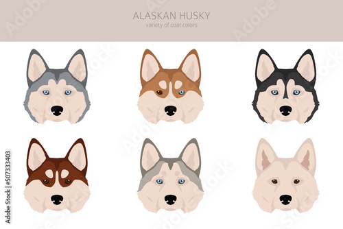 Alaskan husky clipart. Different poses, coat colors set