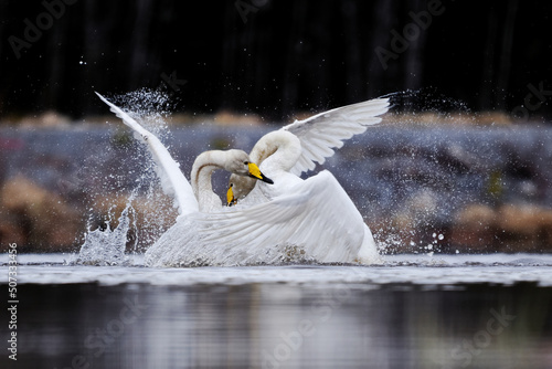 Photography Two male whooper swans (Cygnus cygnus) fighting over territory in spring
