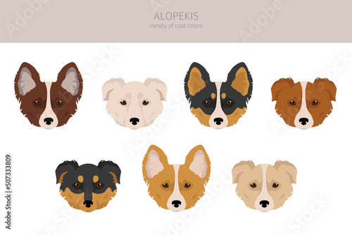 Alopekis all colours clipart. Different coat colors and poses set.  Vector illustration