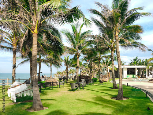 Green coconut beside Quang Nam coastal resort