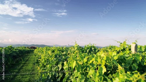 Wallpaper Mural Rows of vineyards in Italy. Aerial view of the Italian vineyard plantations Rows of Italian vineyards. Torontodigital.ca