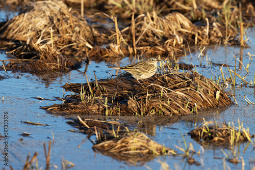 A small Meadow pipit, Anthus pratensis standing on an old grass on a wetland, during a spring evening