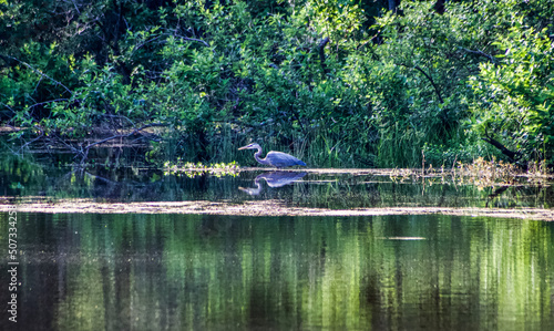 heron on the water