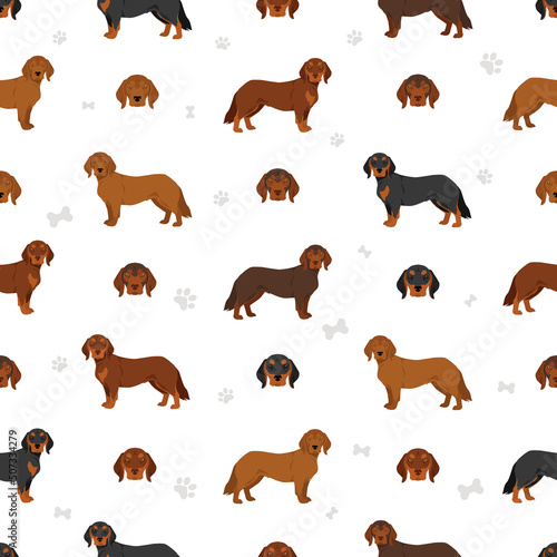 Alpine Dachsbracke seamless pattern. Different poses, coat colors set