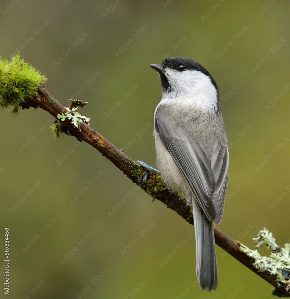 Obraz premium Willow tit (Poecile montanus) sitting on a mossy branch in the forest.
