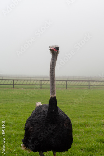 a defiant and dangerous ostrich looks at a camera on a South African farm in the Cape of Good Hope photo