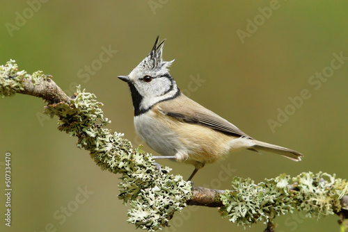 European crested tit (Lophophanes cristatus) in the forest. photo