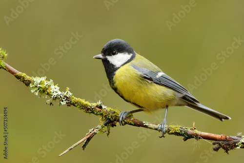 Great tit (Parus major) sitting on a mossy branch in the forest.