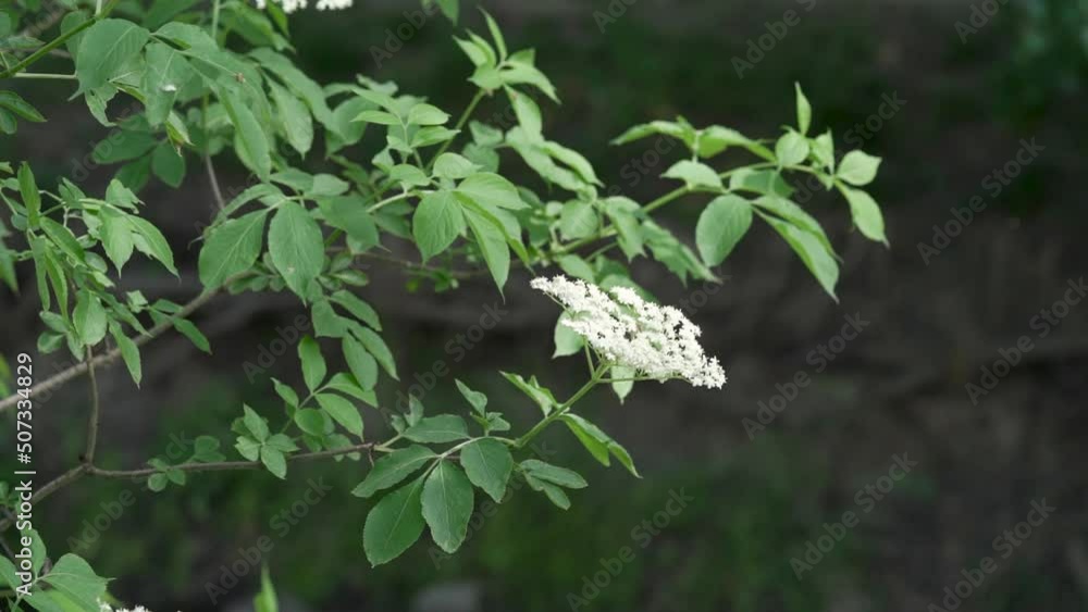 Fresh elder flowers moving in the wind Fresh elder flowers moving in the wind