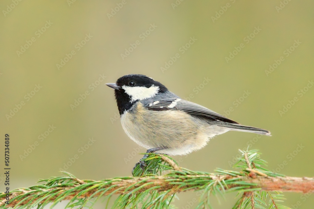 Fototapeta premium Coal tit (Periparus ater) sitting on a spruce in forest.