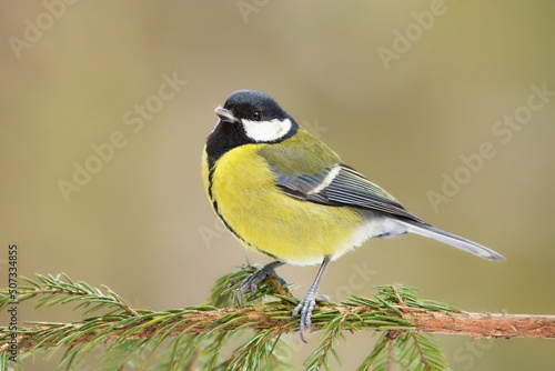 Great tit (Parus major) sitting on a spruce branch in winter.