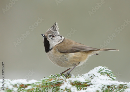 European crested tit (Lophophanes cristatus) on a snowy spruce.