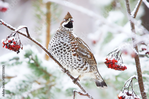 Hazel grouse (Tetrastes bonasia) sitting on a snowy rowan tree in winter.