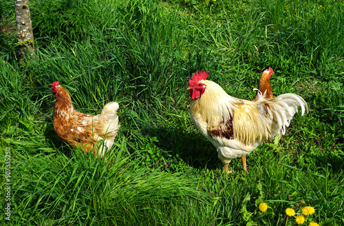 Hahn und Huhn auf der Wiese photo