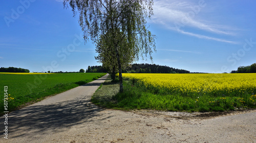 Rapsfeld auf der Schwäbischen Alb, rape filed on the swabian alb, germany photo