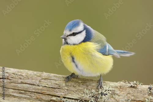 Eurasian blue tit (Cyanistes caeruleus) in the forest.