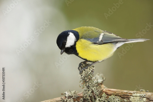 Great tit (Parus major) in the forest searching for food.