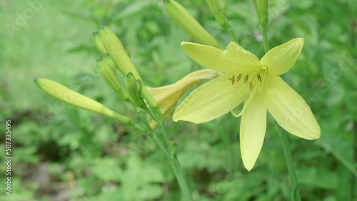 A group of wild yellow rain lilies starting to blossom moving in the breeze photo