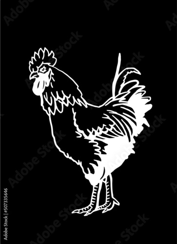 Hand-drawn vector rooster isolated on black background, domestic animal, grahical engraved element