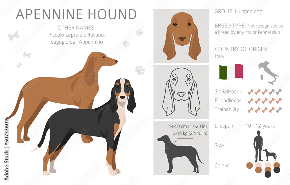 Apennine hound clipart. Different poses, coat colors set