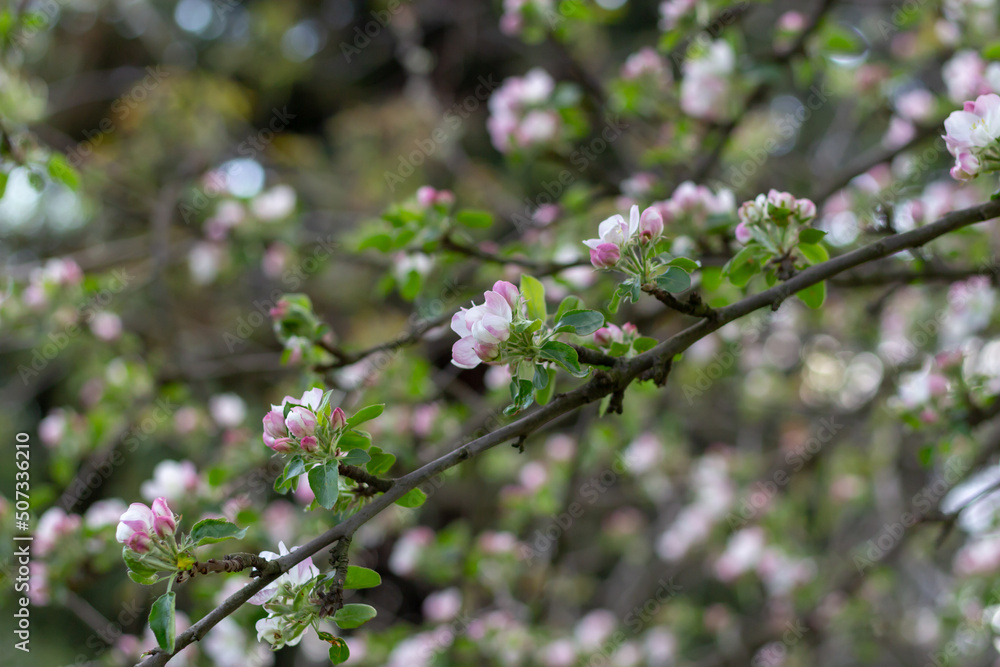 Kwitnąca jabłoń