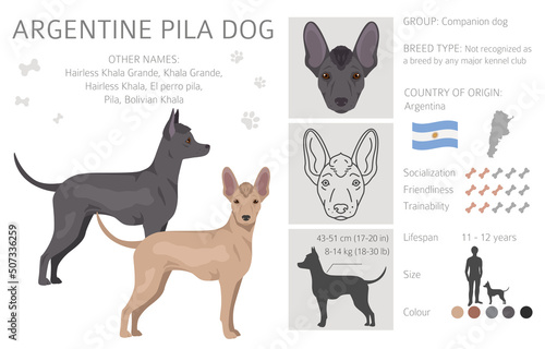Argentine Pila dog clipart. Different poses, coat colors set