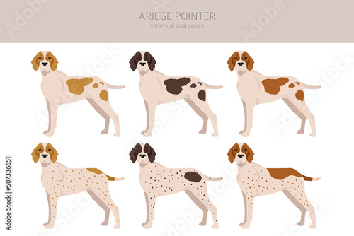 Ariege pointer clipart. Different poses, coat colors set