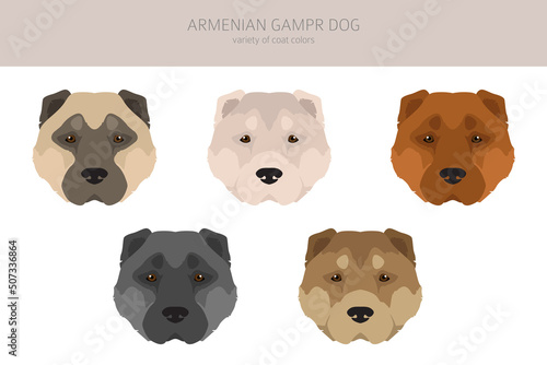 Armenian Gampe dog clipart. Different poses, coat colors set