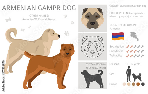 Armenian Gampe dog clipart. Different poses, coat colors set