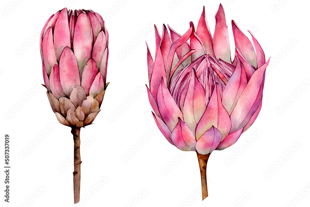 Pink Hand Drawn Watercolor Protea Flower Illustrations isolated on