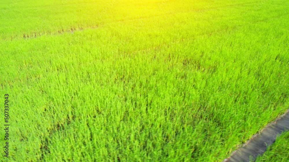 4K Aerial view of agriculture in rice fields for cultivation. a green rice field waving in the wind, Green rice plants growing. Natural the texture for background
4K Aerial view of agriculture in rice fields for cultivation. a green rice field waving in the wind, Green rice plants growing. Natural the texture for background